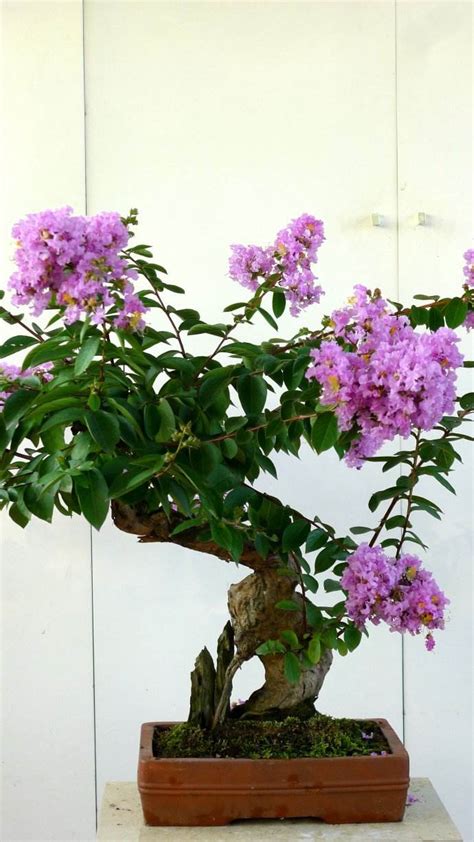 上班族桌布 紫薇盆栽
